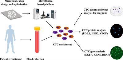Development and clinical validation of a microfluidic-based platform for CTC enrichment and downstream molecular analysis